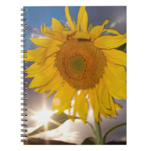 Hybride Sonnenblume, die in der Dämmerung im Wind Notizblock