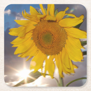 Hybride-Sonnenblume, die in der Dämmerung im Wind Rechteckiger Pappuntersetzer