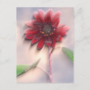 Hybride Sonnenblume im Wind wehend Postkarte