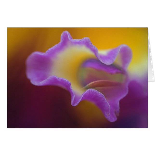 Hybridorchid, Florida (Vorderseite (Horizontal))