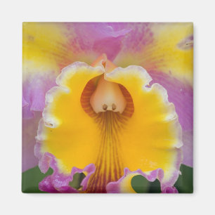 Hybridorchid, Florida Magnet