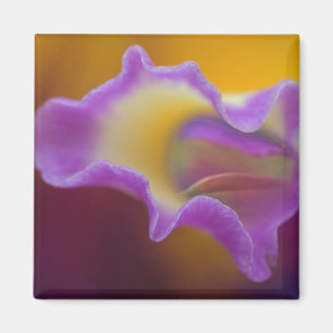 Hybridorchid, Florida Magnet