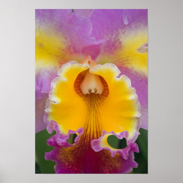 Hybridorchid, Florida Poster (Vorne)