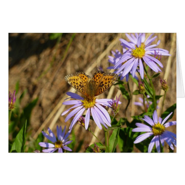 Hydaspe Fritillary auf Lila Aster-Blume (Vorderseite (Horizontal))