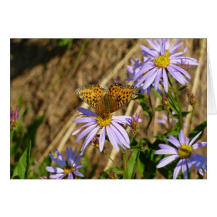 Hydaspe Fritillary auf violetten Aster-Blüten
