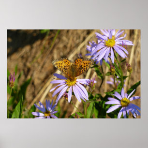 Hydaspe Fritillary auf violetten Aster-Blüten Poster