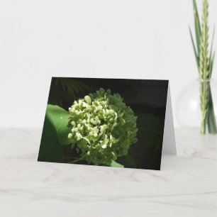 Hydrandgea-Blume Karte