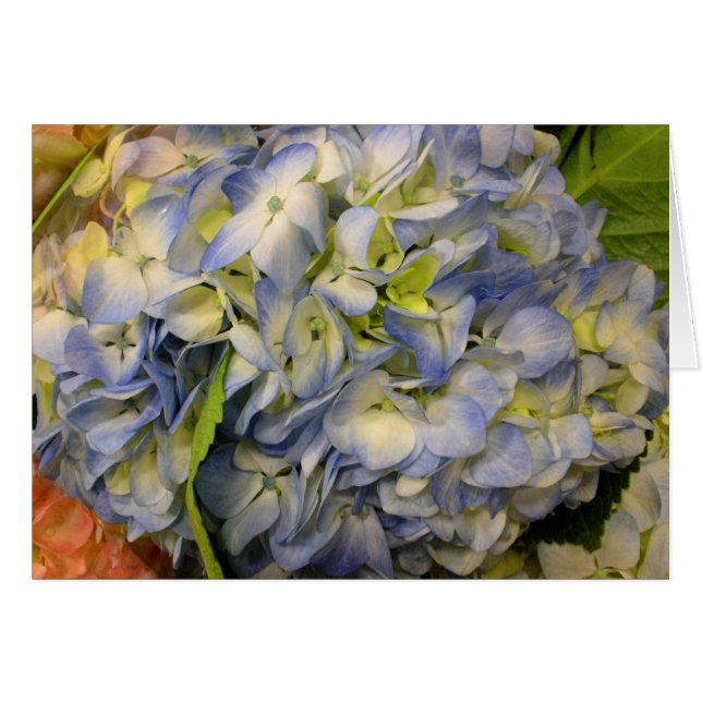 Hydrangea (Vorderseite (Horizontal))