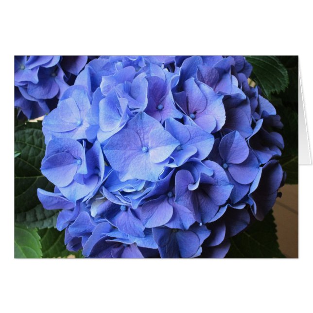 Hydrangea (Vorderseite (Horizontal))