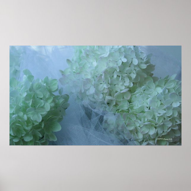 Hydrangea 19 poster (Vorne)