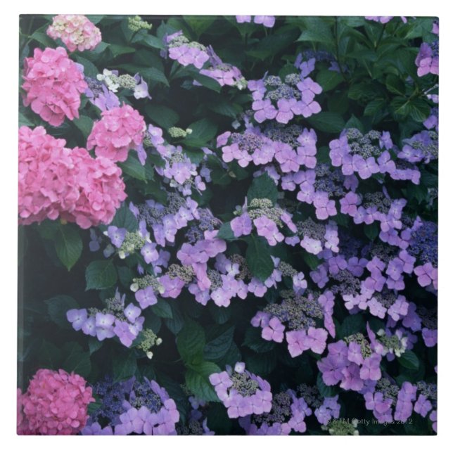Hydrangea 3 fliese (Vorderseite)