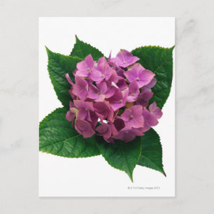 Hydrangea 5 postkarte