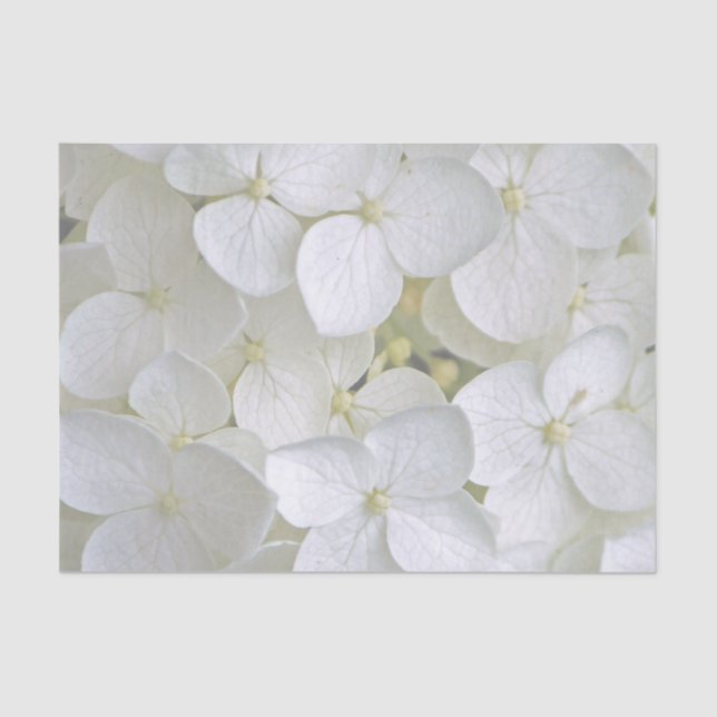 Hydrangea 6775 Gewebepapier Seidenpapier (Vorderseite)