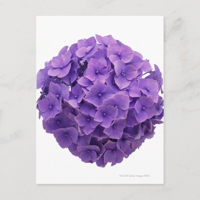 Hydrangea-Ball-Nah-up Postkarte (Vorderseite)