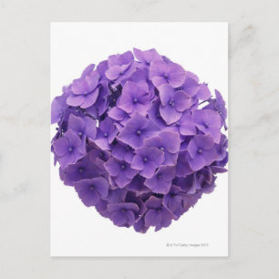 Hydrangea-Ball-Nah-up Postkarte