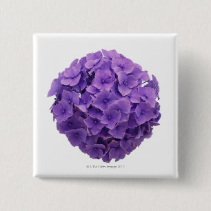 Hydrangea-Ball-Nahaufnahme Button