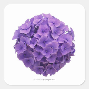 Hydrangea-Ball-Nahaufnahme Quadratischer Aufkleber