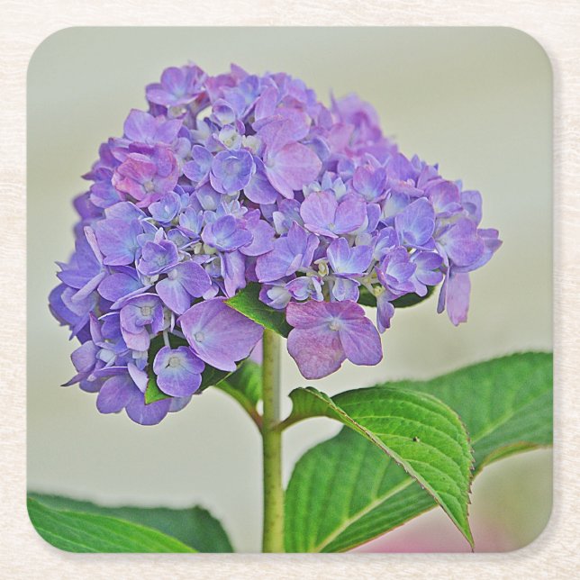 Hydrangea Blossom Party Untersetzer (Vorderseite)