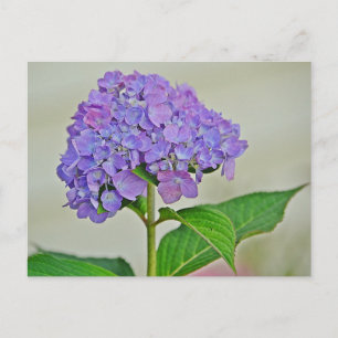 Hydrangea Blossom Postkarte