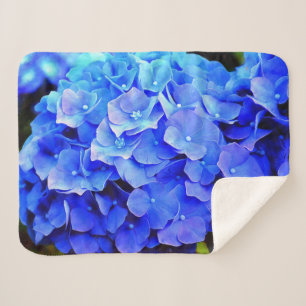 Hydrangea-Blues Sherpadecke
