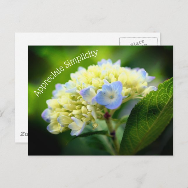 Hydrangea Blume Einfachheit Inspiration Postkarte (Vorne/Hinten)