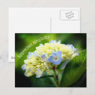 Hydrangea Blume Einfachheit Inspiration Postkarte