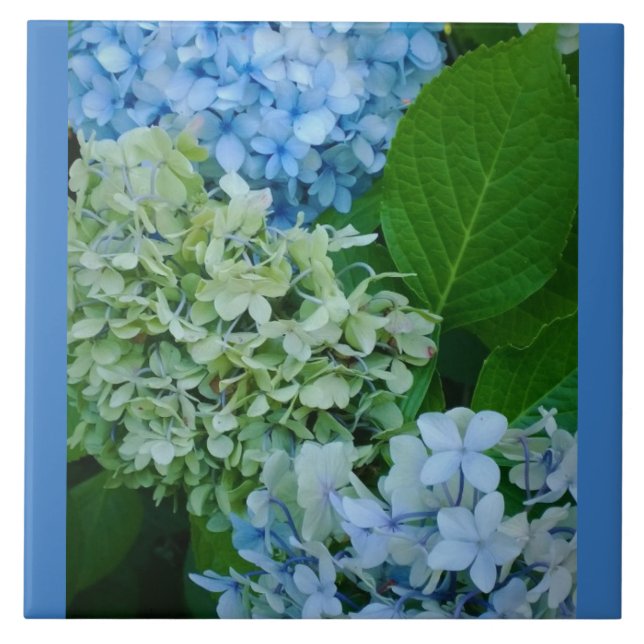 Hydrangea-Blume Fliese (Vorderseite)