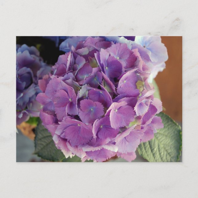 Hydrangea Blume Foto Postkarte (Vorderseite)
