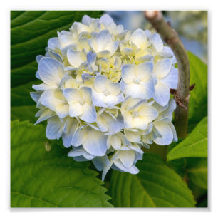 Hydrangea-Blume Fotodruck