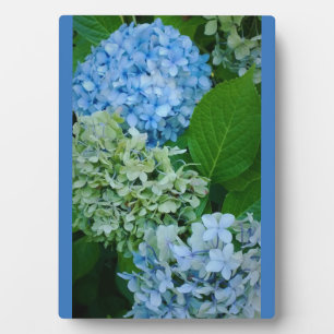 Hydrangea-Blume Fotoplatte