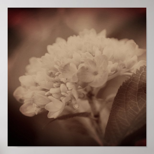Hydrangea-Blume im Vintagen Sepia Poster (Vorne)