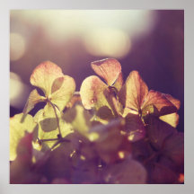 Hydrangea-Blume in Sunlight Lila Bokeh