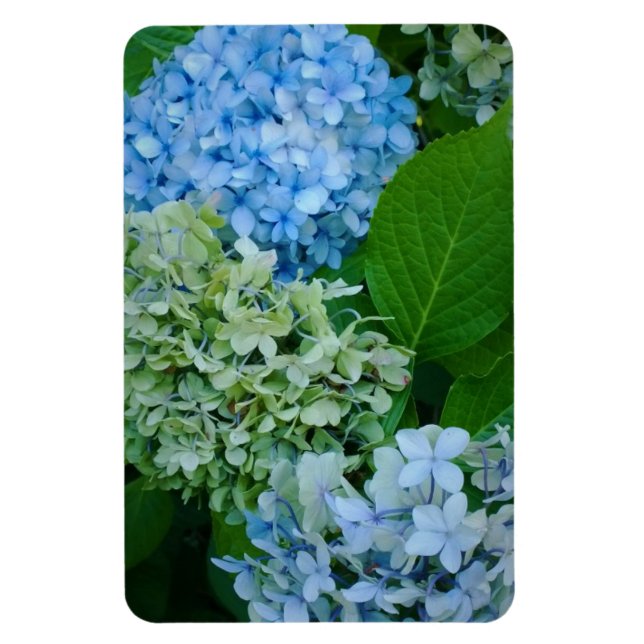 Hydrangea-Blume Magnet (Vertikal)
