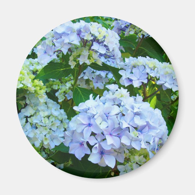 Hydrangea Blume Magnet Geschenke Blue Green Garden (Vorne)