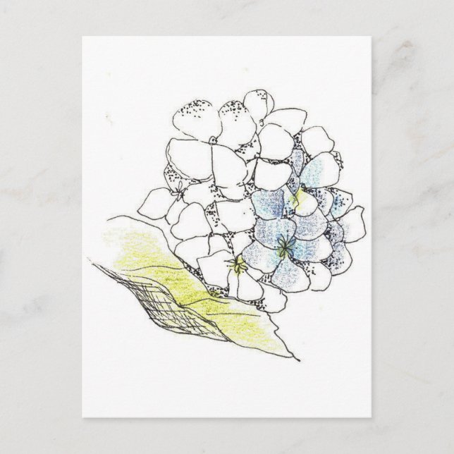 Hydrangea Blume Pen und Tinte Zeichnend Postkarte (Vorderseite)