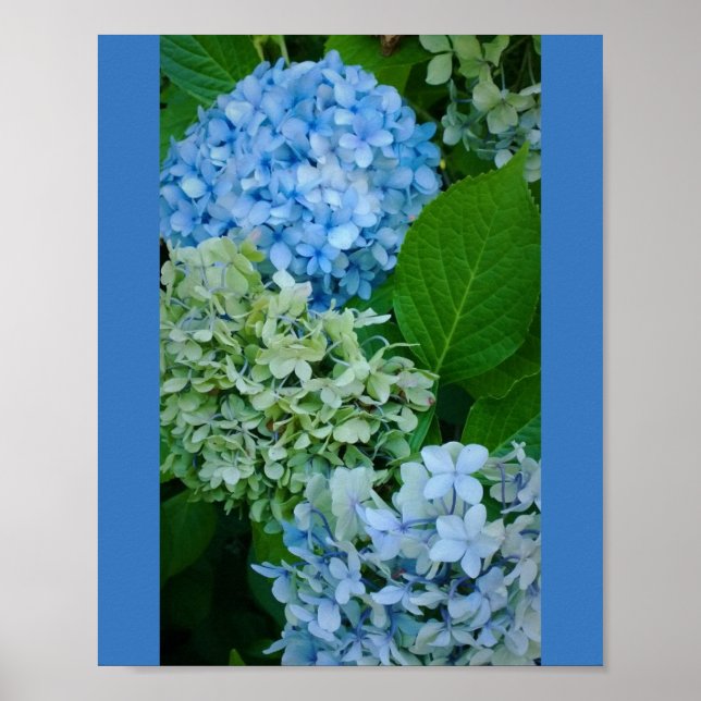 Hydrangea-Blume Poster (Vorne)