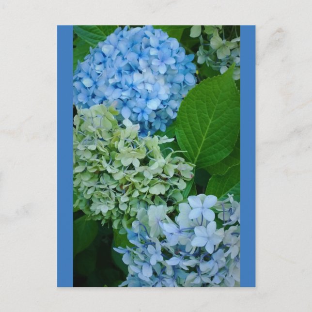 Hydrangea-Blume Postkarte (Vorderseite)