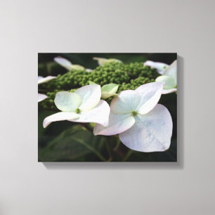 Hydrangea - Blumenfotografie - Leinwand