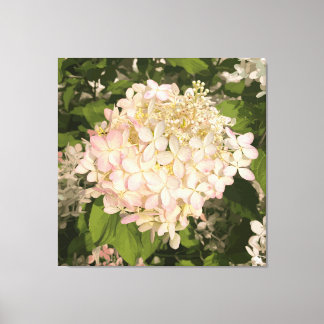 Hydrangea - Blush - Canvas Print Leinwanddruck