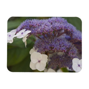 Hydrangea Blüte, Dr. Sun Yat-Sen Chinesischer Gart Magnet