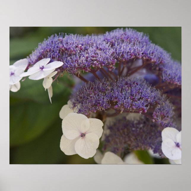 Hydrangea Blüte, Dr. Sun Yat-Sen Chinesischer Gart Poster (Vorne)