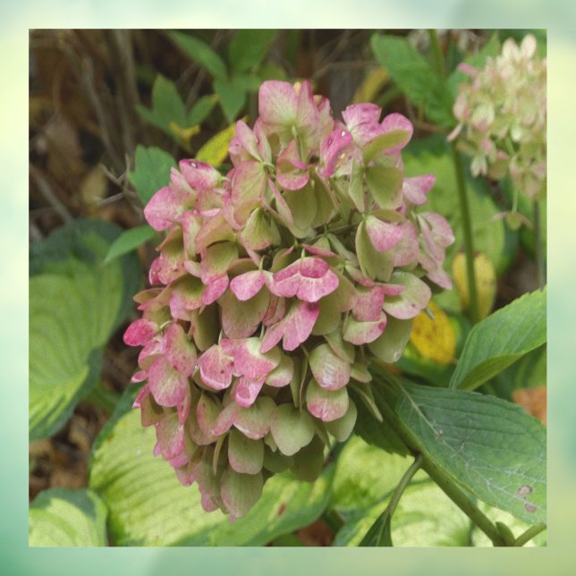 Hydrangea Blüte im Herbst mit Golden Hosta Blätter Fensteraufkleber (Blatt 3)