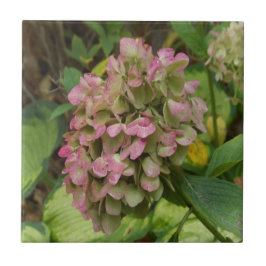 Hydrangea Blüte im Herbst mit Golden Hosta Blätter Fliese