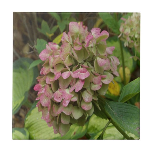 Hydrangea Blüte im Herbst mit Golden Hosta Blätter Fliese (Vorderseite)