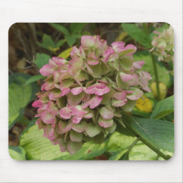Hydrangea Blüte im Herbst mit Golden Hosta Blätter Mousepad