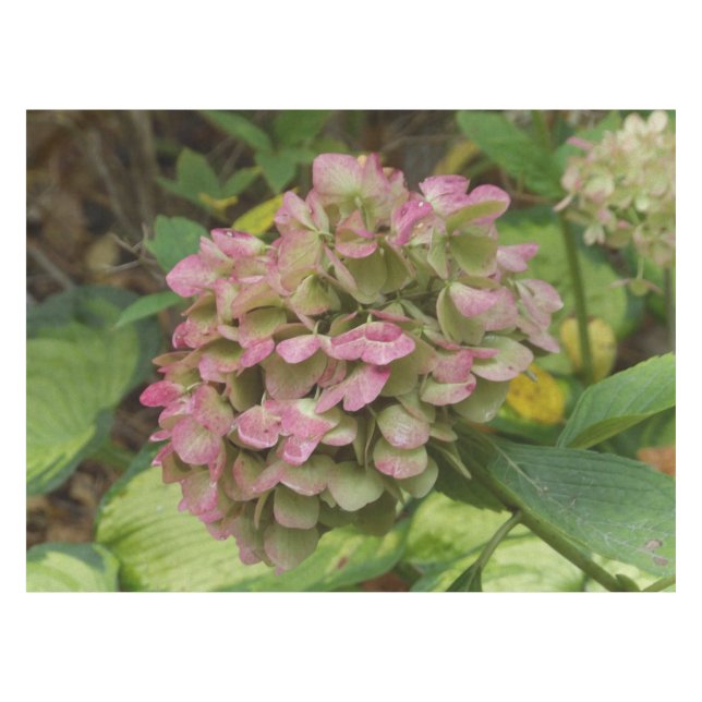 Hydrangea Blüte im Herbst mit Golden Hosta Blätter Tischdecke (Vorderseite (Horizontal))