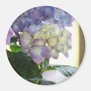 Hydrangea-Blüte Magnet