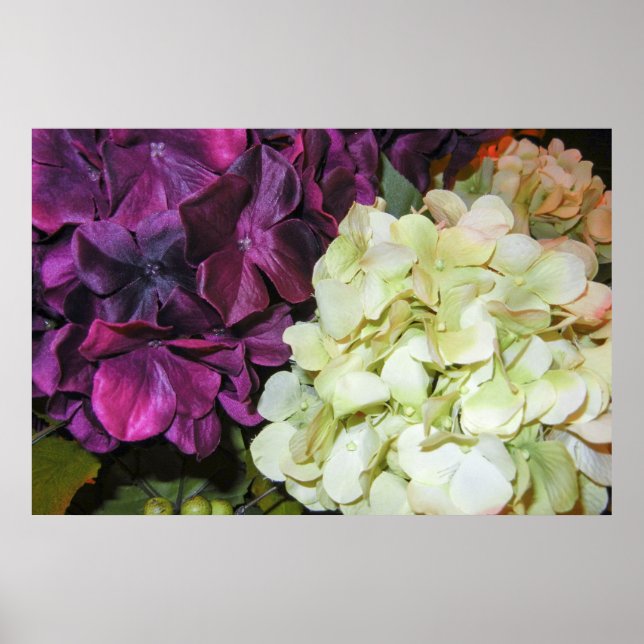 Hydrangea Blüten in Dunkelblau Lila & weiß Poster (Vorne)