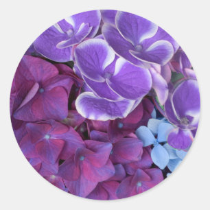 Hydrangea-Blüten Runder Aufkleber
