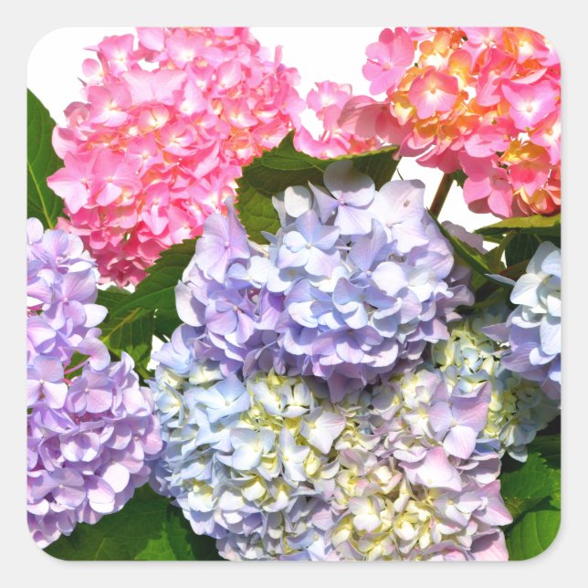 Hydrangea Bouquet Quadratischer Aufkleber (Vorderseite)